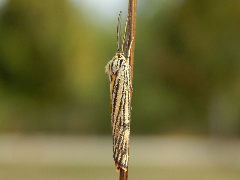 Coascinia striata maschio